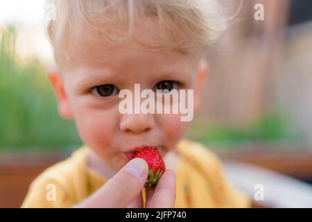 Süßer kleiner Junge, der im Sommer im Garten Erdbeeren isst. Stockfoto