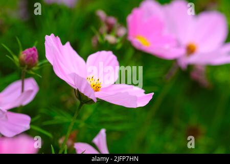 Pink Garden Cosmos Pflanze aus nächster Nähe. Hintergrund mit Unschärfe-Eigenschaften der Natur. Makro-selektiver Fokus. Mexikanische Aster Blumen Cosmos bipinnatus Stockfoto