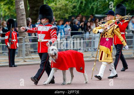 Seamus Irish Wolfhound mit dem Guardsman Adam Walsh leitet die Irish Guards Band bei Trooping the Color, Colonel’s Review in the Mall, London, England, UN Stockfoto