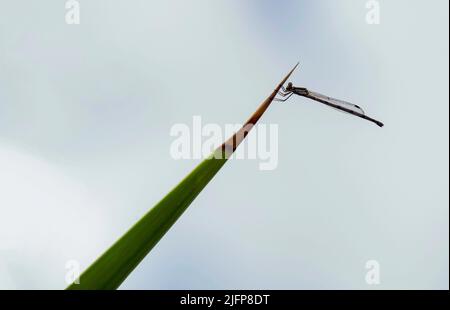 Eine Damselfliege ließ sich in Sydney, NSW, Australien nieder (Foto: Tara Chand Malhotra) Stockfoto