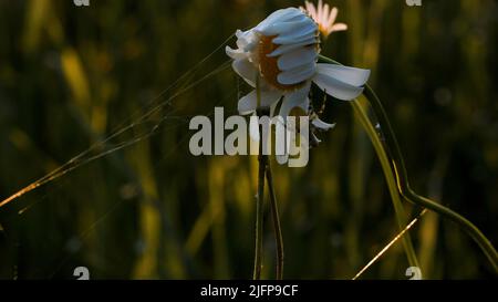 Natur in der Makrofotografie.Kreativ.Eine kleine Gänseblümchen, an der ein kleiner Tausendfüßler hängt und daneben klebt. Stockfoto