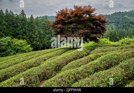 Teefelder von Green Tea Plantage in Boseong Stadt in Jeollanamdo Provinz von Südkorea Stockfoto