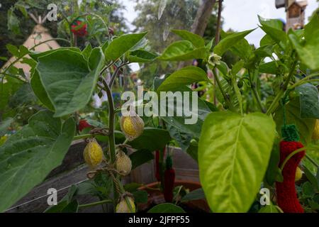 London, Großbritannien, 4.. Juli 2022, das RHS Hampton Court Palace Garden Festival 2022 öffnet vom 4.. Bis 9.. Juli. Andrew Lalchan Photography/Alamy Live News, ist ein Fest der Gartenarbeit voller Dinge, die es zu sehen und zu tun gibt Stockfoto