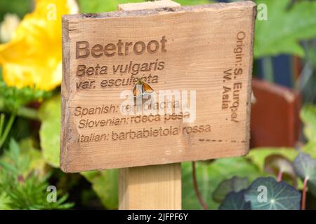 London, Großbritannien, 4.. Juli 2022, das RHS Hampton Court Palace Garden Festival 2022 öffnet vom 4.. Bis 9.. Juli. Andrew Lalchan Photography/Alamy Live News, ist ein Fest der Gartenarbeit voller Dinge, die es zu sehen und zu tun gibt Stockfoto