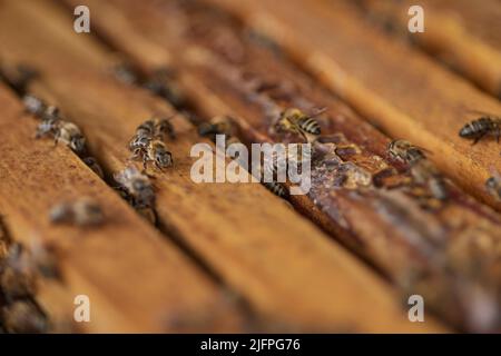 Eine Zukunft ohne Bienen würde wirklich stechen. Nahaufnahme eines Bienenstocks. Stockfoto