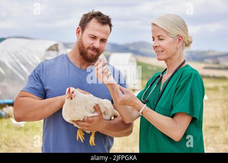 Dies sollte die Symptome sofort beheben. Aufnahme eines Tierarztes, der auf einer Geflügelfarm einem Huhn eine Injektion verabreicht. Stockfoto