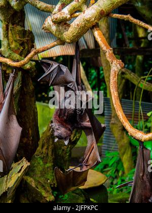 Flughunde/ Obstbats in Alas Kedaton, Bali Stockfoto