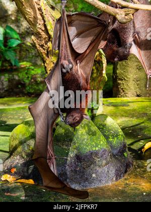 Flughunde/ Obstbats in Alas Kedaton, Bali Stockfoto