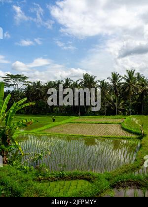 Kajeng Reisfelder (Spaziergang), Ubud, Bali Indonesien Stockfoto