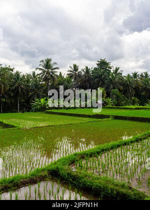 Kajeng Reisfelder (Spaziergang), Ubud, Bali Indonesien Stockfoto