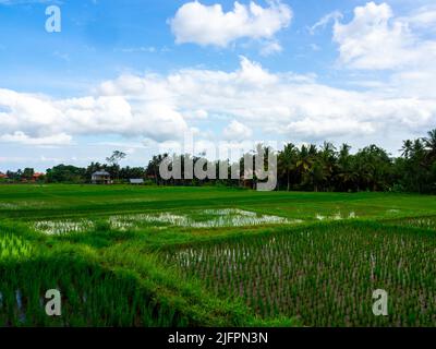 Kajeng Reisfelder (Spaziergang), Ubud, Bali Indonesien Stockfoto