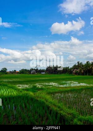 Kajeng Reisfelder (Spaziergang), Ubud, Bali Indonesien Stockfoto