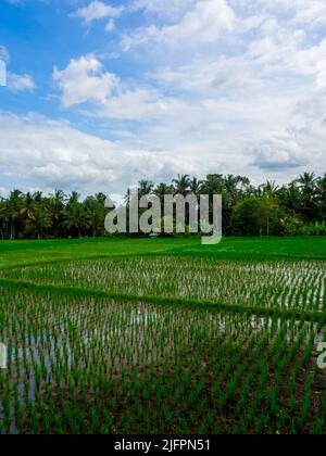 Kajeng Reisfelder (Spaziergang), Ubud, Bali Indonesien Stockfoto