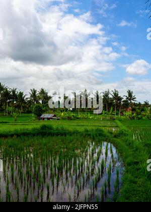 Kajeng Reisfelder (Spaziergang), Ubud, Bali Indonesien Stockfoto