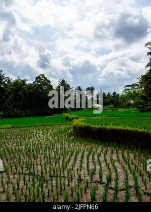 Kajeng Reisfelder (Spaziergang), Ubud, Bali Indonesien Stockfoto