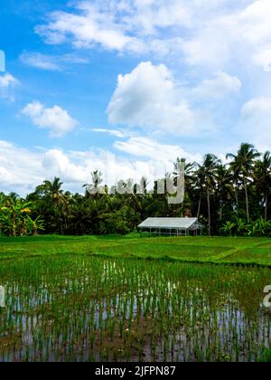Kajeng Reisfelder (Spaziergang), Ubud, Bali Indonesien Stockfoto