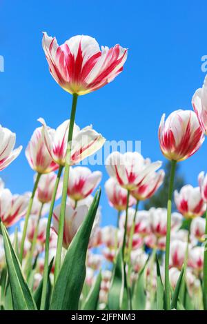 Wunderschöne weiße und rote Tulpen am blauen Himmel. Blüht im Frühling. Natürlicher Hintergrund Stockfoto