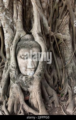 Autthaya Historical Park, Wat Mahathat, Kopf des Buddha eingebettet in Banyan Baumwurzel, Ayutthaya, Thailand, Südostasien, Asien Stockfoto