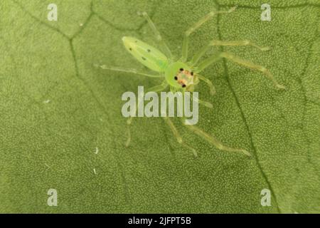 Nahaufnahme einer grünen Luchsspinne (Peucetia viridans), getarnt und isoliert auf einem natürlichen grünen Blatt Stockfoto