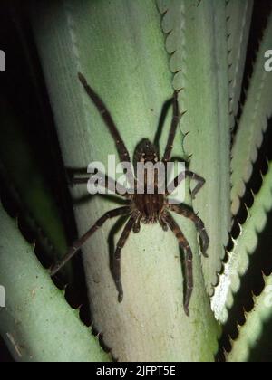 Nahaufnahme einer Wolfsspinne (Familie Lycosidae), die auf einem hellgrünen Ananas-Blatt ruht Stockfoto