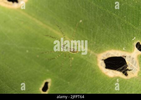 Grüne Luchsspinne (Peucetia viridans), getarnt und isoliert auf einem natürlichen grünen Blatt und Netz Stockfoto