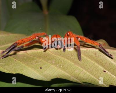 Orangefarbene Jägerspinne (Olios simoni), die auf einem hellgrünen Blatt ruht Stockfoto