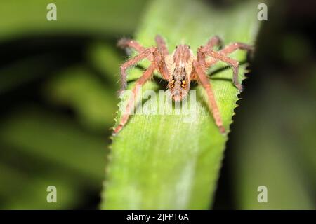 Hinter einer Wolfsspinne (Familie Lycosidae), die auf einem leuchtend grünen gezackten Blatt ruht Stockfoto