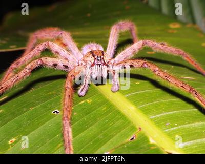 Wolfsspinne (Familie Lycosidae) ruht auf einem leuchtend grünen Blatt Stockfoto