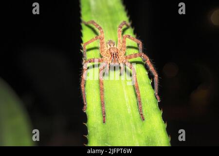 Wolfsspinne (Familie Lycosidae), die auf einem leuchtend grünen gezackten Blatt ruht Stockfoto