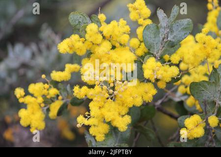 Queensland Silber Wattle Stockfoto