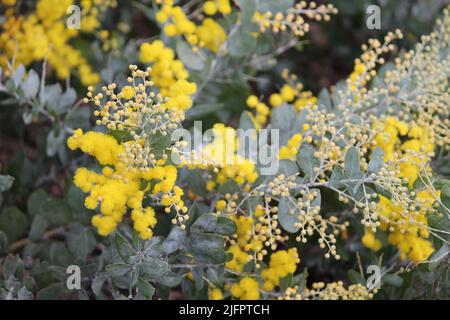 Queensland Silber Wattle Stockfoto