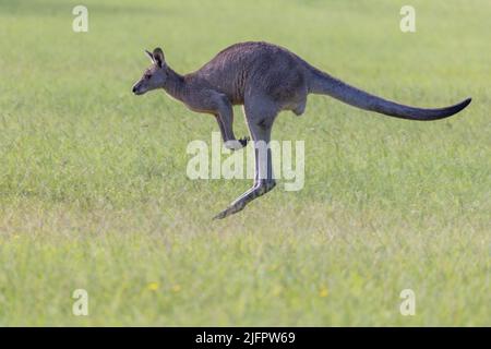 Nahaufnahme eines Eastern Grey Kangaroo (Macropus giganteus), das auf einem Grasfeld in New South Wales, Australien, hinweghüpft. Stockfoto