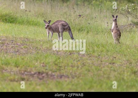 Das weibliche Eastern Grey Kangaroo (Macropus giganteus) und ihr junger joey auf einem Grasfeld in New South Wales, Australien. Stockfoto