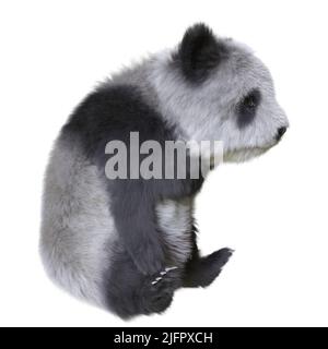 3D Illustration Panda cub isolierter weißer Hintergrund Stockfoto