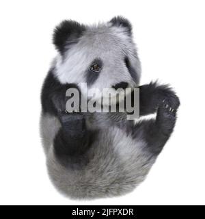 3D Illustration Panda cub isolierter weißer Hintergrund Stockfoto