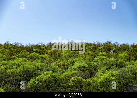 Die Bäume waren im Sommer mit grünen Blättern bedeckt. Stockfoto