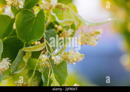 Linden, Linde blühen im Sommer mit grünen Blättern auf einem Baum Stockfoto