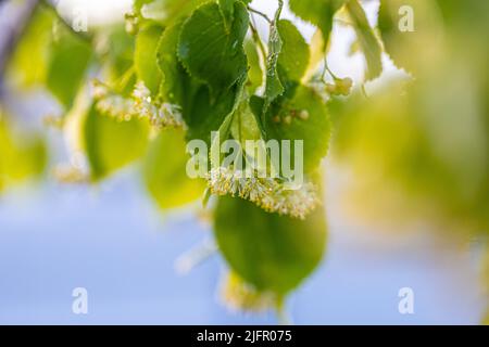 Lindenblüte des Tilia-Cordata-Baumes (kleinblättrige Linde, littleleaf Lindenblüten oder kleinblättrige Lindenblüte) Stockfoto