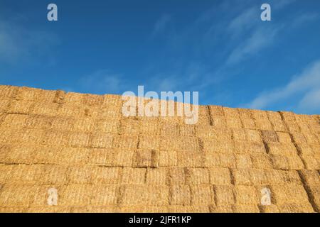 Ein hoher Stapel Heuballen vor einem klaren blauen Himmel Stockfoto