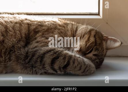 Die Schnauze einer schlafenden Tabby-Katze aus der Nähe. Stockfoto