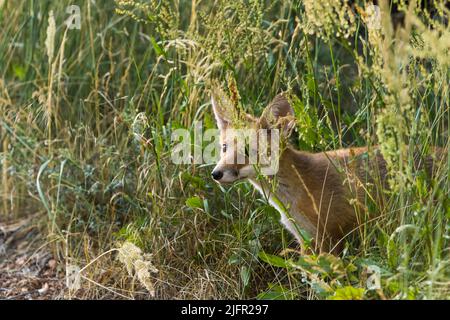 Ein junger Fuchs sieht aus dem hohen Gras neugierig aus Stockfoto