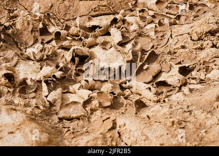 Nahaufnahme von Rissboden und Wüste in der Trockenzeit Texturen, heißen Sommer. Textur von sonnengetrockneter Erde Stockfoto