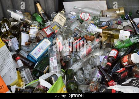 weihnachtsflasche überblüht, england Stockfoto