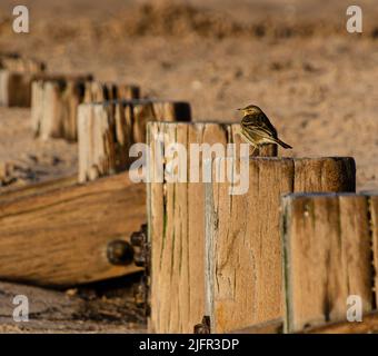 Wiesenpfeifenpipit auf hölzernen Wellenbrecher Stockfoto