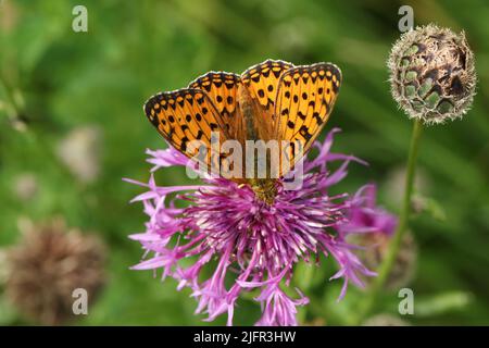 Ein dunkelgrüner Schmetterling, Argynnis aglaja, nectaring auf einer größeren Knapweed-Blume, die auf einer Wiese wächst. Stockfoto