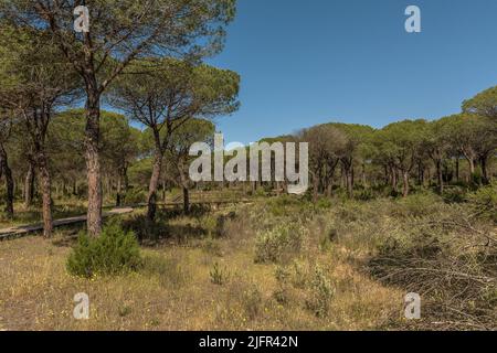 Landschaft des Donana Nationalparks in Andalusien, Spanien Stockfoto