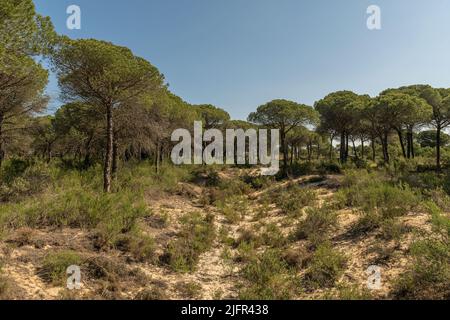 Landschaft des Donana Nationalparks in Andalusien, Spanien Stockfoto