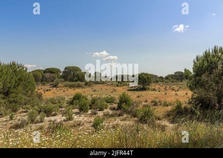 Landschaft des Donana Nationalparks in Andalusien, Spanien Stockfoto