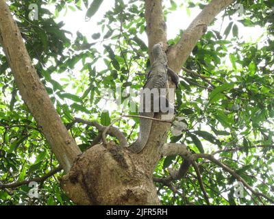 Asiatischer Wassermonitor oder Varanus-Salvator am Baum im Wald, gelbe Kreismuster und Linien auf der schwarzen Haut des Reptils in Thailand Stockfoto