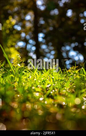 Entkochte Gräser vom Boden aus. Natur oder Umwelt oder Carbon net Zero Concept Foto. Stockfoto